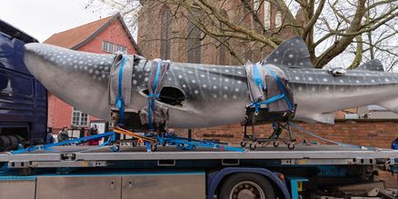 Ein Großmodell eines Walhais auf einem LKW. (Foto: Anke Neumeister/Deutsches Meeresmuseum)