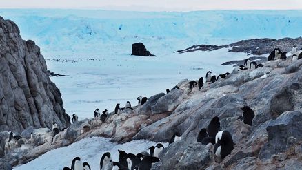 Pinguinkolonie in Antarktis