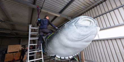 Ein Mann auf einer Leiter steht neben einem lebensgroßen Modell eines Walhais.